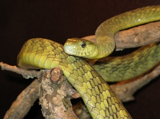 kaimosae.jpg [67 Kb]