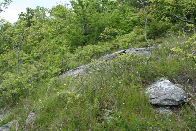 Timber Habitat