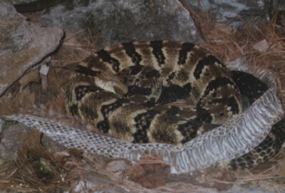 snake.jpg [76 Kb]