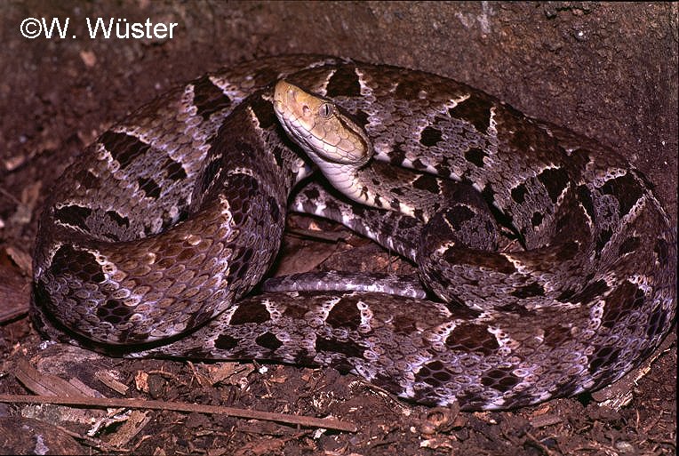 Bothrops_asper_Belize1C.jpg [135 Kb]