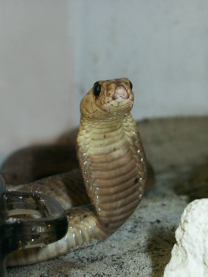 babycobra.jpg [42 Kb]