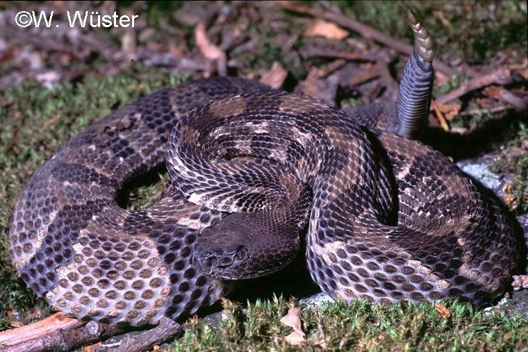 Crotalus_horridus3C.jpg [131 Kb]