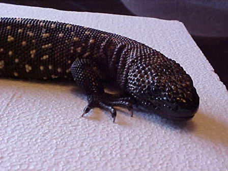 Beaded_Lizard1.jpg [35 Kb]