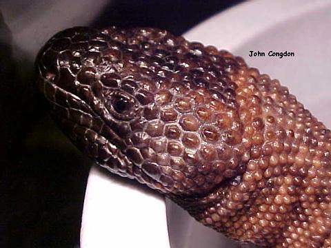 Beaded_Lizard6.jpg [34 Kb]