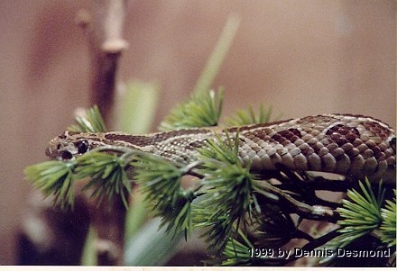 ... polystictus, Mexican Lance Headed rattlesnake Photo