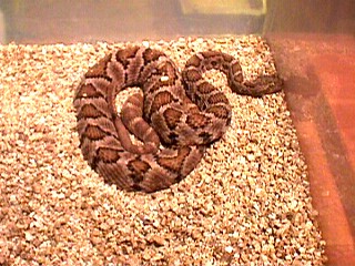 Crotalus enyo enyo, Baja California rattlesnake photo b