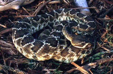 ... viridiscaliginis, Coronado Island rattlesnake photo