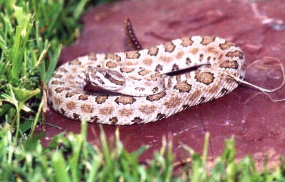 ... viridisconcolor, Midget Faded rattlesnake photo by 