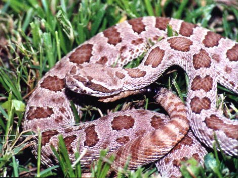 Grand Canyon Pink Rattlesnake Diet