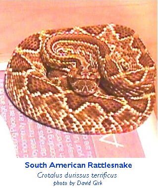 ... durissusterrificus, South American rattlesnake phot