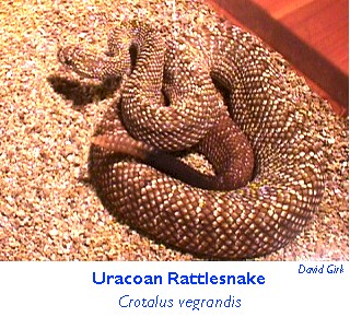 Crotalus vegrandis,Uracoan rattlesnake photo by Dave Gi